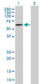 FAM82C Polyclonal Antibody, MaxPab™