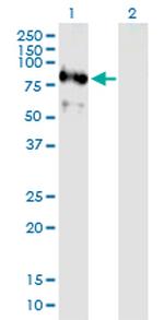 C1ORF164 Antibody in Western Blot (WB)
