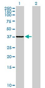 SLC25A36 Polyclonal Antibody, MaxPab™