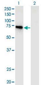 APPL2 Monoclonal Antibody (1C10)