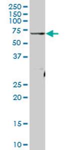ATAD3A Antibody in Western Blot (WB)