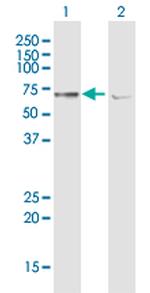 ATAD3A Antibody in Western Blot (WB)