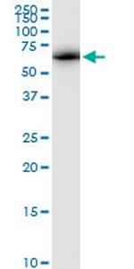 ATAD3A Polyclonal Antibody, MaxPab™