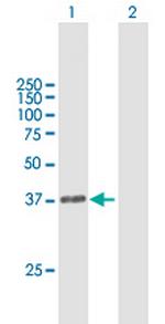 DPPA4 Antibody in Western Blot (WB)