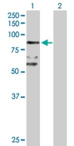BBS7 Antibody in Western Blot (WB)