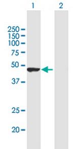 TRIM62 Polyclonal Antibody, MaxPab™
