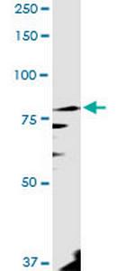 PANK4 Polyclonal Antibody, MaxPab™