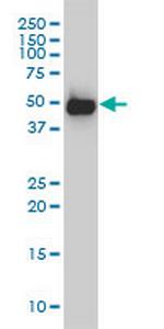 SMU1 Monoclonal Antibody (2B12-2F2)