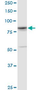 YY1AP1 Monoclonal Antibody (2G7)