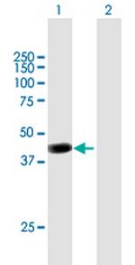 PCMTD2 Polyclonal Antibody, MaxPab™