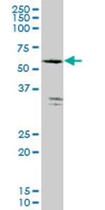 FLJ10986 Monoclonal Antibody (3B9)