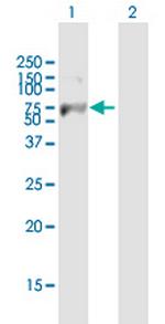 FBXW7 Polyclonal Antibody, MaxPab™