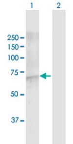 FBXW7 Polyclonal Antibody, MaxPab™