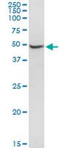 BXDC2 Polyclonal Antibody, MaxPab™