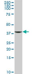 GIMAP4 Antibody in Western Blot (WB)