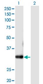 FLJ11151 Polyclonal Antibody, MaxPab™