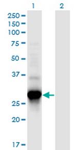 C4orf43 Antibody in Western Blot (WB)