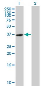 C14orf106 Antibody in Western Blot (WB)