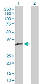 GIMAP5 Antibody in Western Blot (WB)