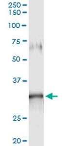 GIMAP5 Antibody in Immunoprecipitation (IP)