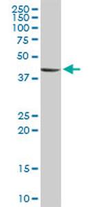 STYK1 Antibody in Western Blot (WB)