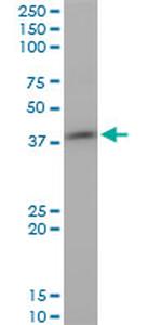 STYK1 Antibody in Western Blot (WB)