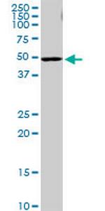 PI4KII Polyclonal Antibody, MaxPab™