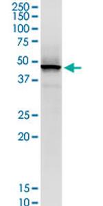 STRADB Antibody in Western Blot (WB)
