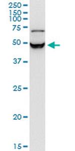 STRADB Antibody in Western Blot (WB)