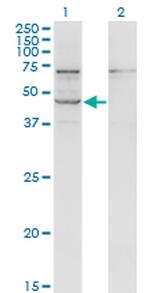 STRADB Monoclonal Antibody (3E11)