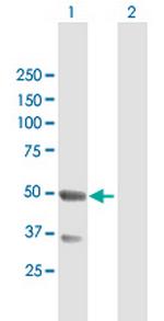 TNFRSF19 Polyclonal Antibody, MaxPab™
