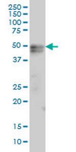 TNFRSF19 Monoclonal Antibody (2G4)