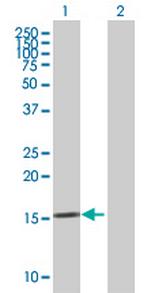 KLK15 Polyclonal Antibody, MaxPab™