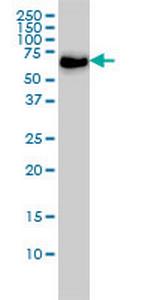 CARF Monoclonal Antibody (1A6)