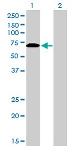 CARF Monoclonal Antibody (1F7)