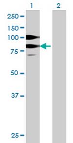 SUHW3 Polyclonal Antibody, MaxPab™