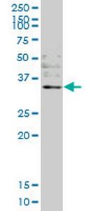 OTUB1 Monoclonal Antibody (1C12)
