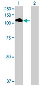 DDEFL1 Polyclonal Antibody, MaxPab™