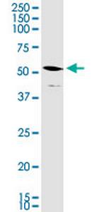 STAP2 Monoclonal Antibody (6C7)