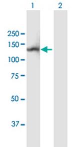 NLRP2 Polyclonal Antibody, MaxPab™