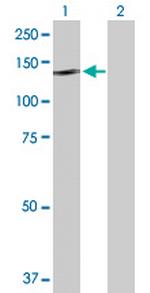 NLRP2 Polyclonal Antibody, MaxPab™