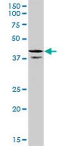 CDC37L1 Monoclonal Antibody (1D4)