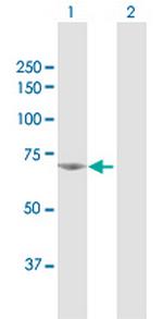 NPLOC4 Polyclonal Antibody, MaxPab™