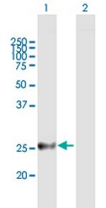 MREG Polyclonal Antibody, MaxPab™