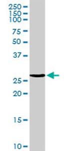 MREG Antibody in Western Blot (WB)