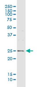 MREG Antibody in Western Blot (WB)