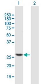 TRMU Polyclonal Antibody, MaxPab™