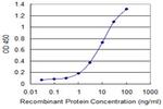 POLR3B Monoclonal Antibody (3G10)