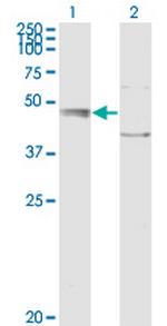 C20orf31 Monoclonal Antibody (2E4)