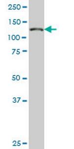 NUP133 Monoclonal Antibody (4F6)